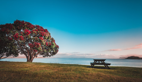 Pohutukawa tree and picnic table