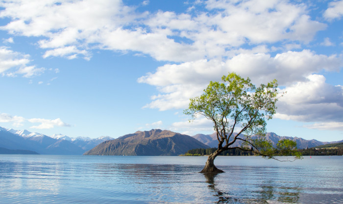 Lake Wanaka with a tree growing in it